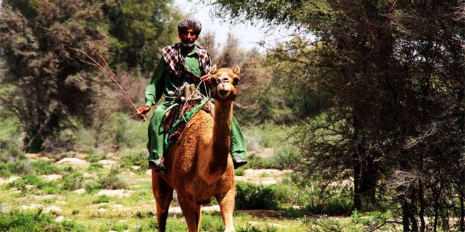 مرد شتر سوار تصاویری از پدران جنوب شرق ایران